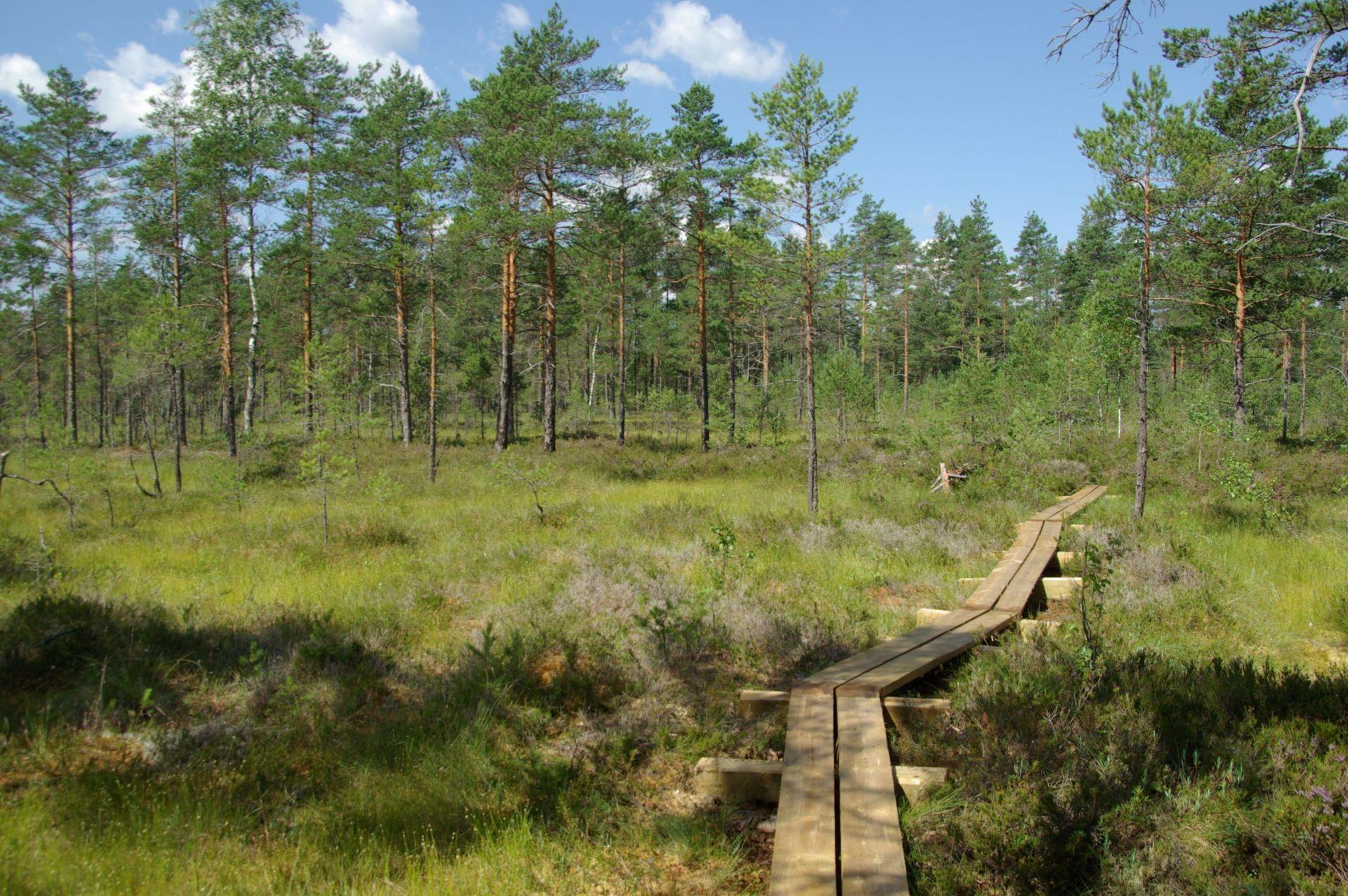 Sõõriksoo loodusrada