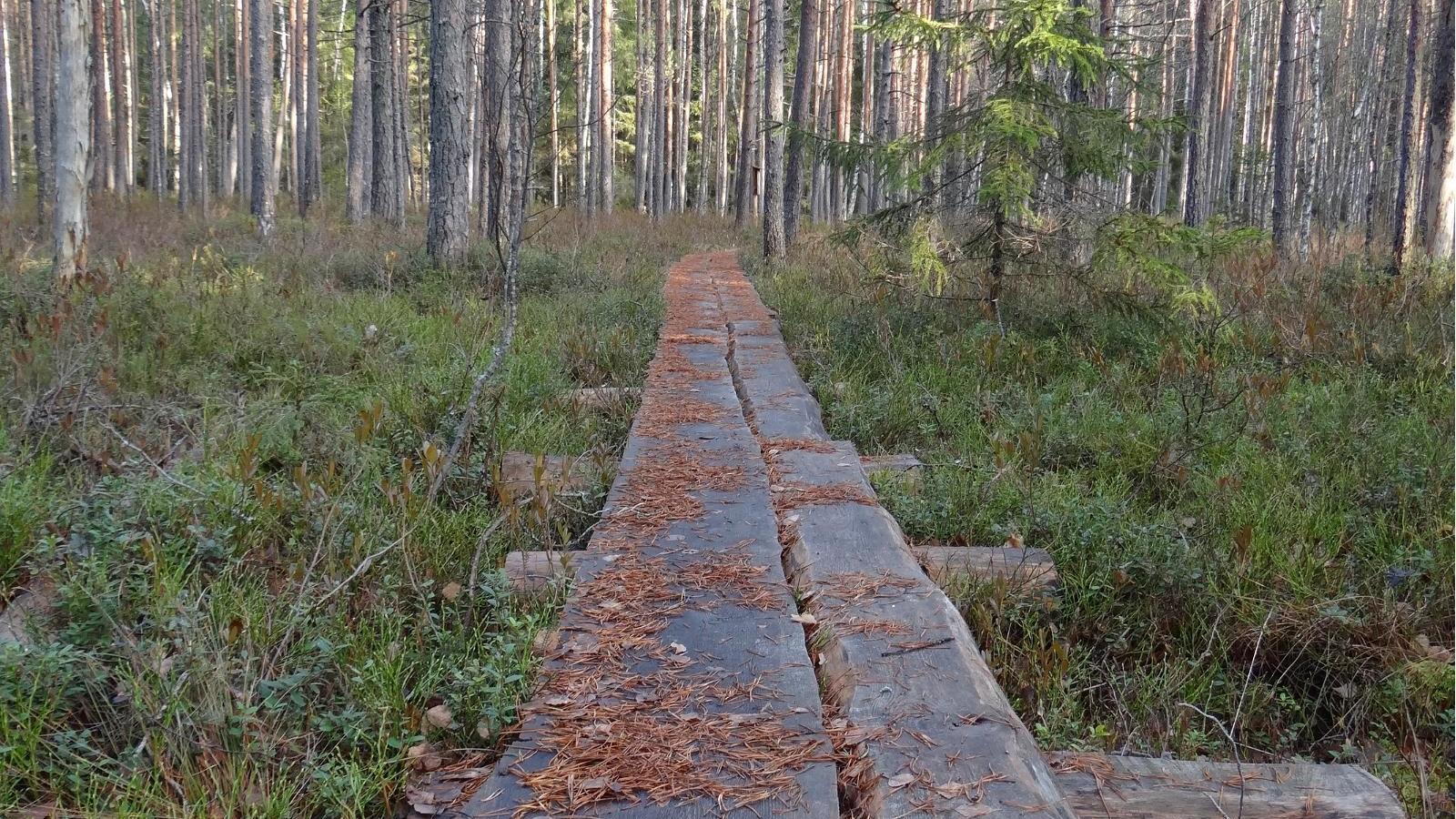 Järvselja ürgmetsa loodusõpperada