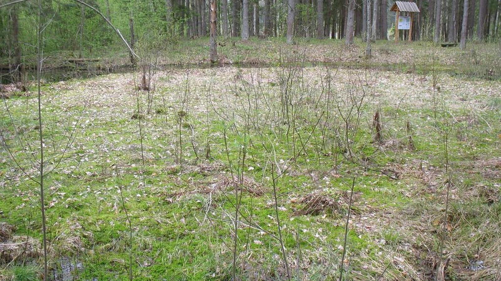 Tsõõrikmäe meteoriidikraater