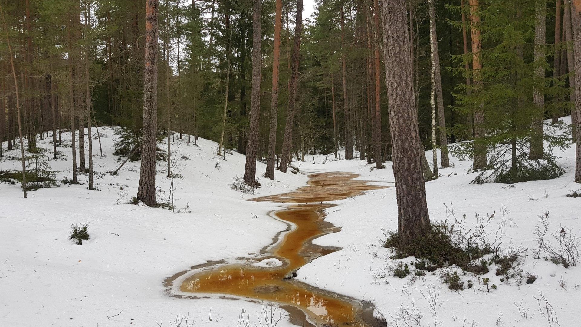 Uljaste matkarada